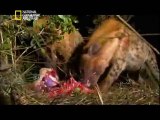 ‫وثائقي - أفتك حيوانات العالم - أفريقيا HD‬‎