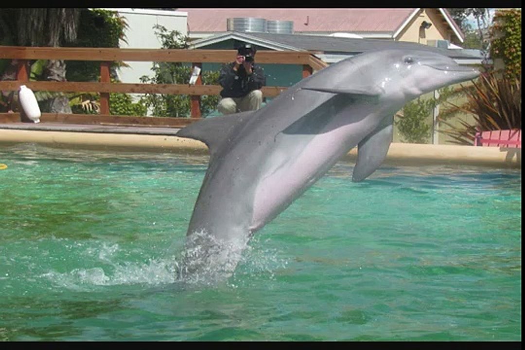 Six Flags Discovery Kingdom Animals June 1st 2011