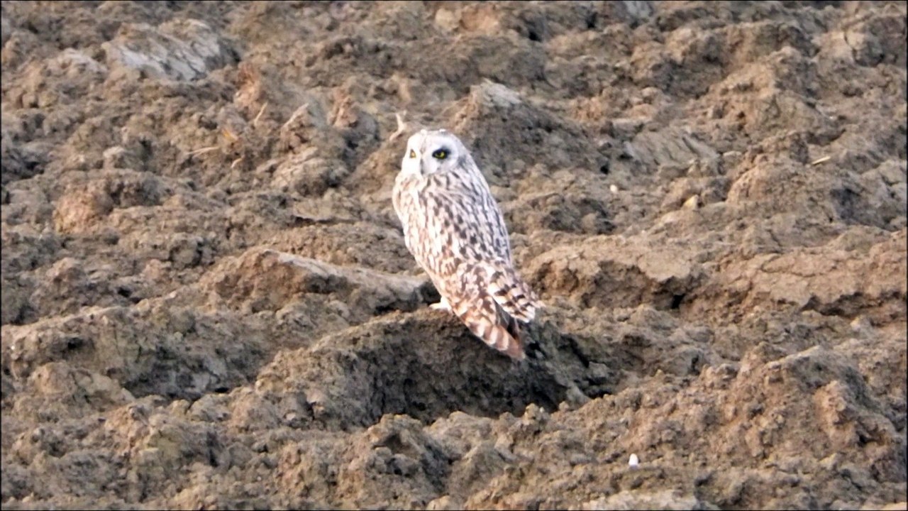 Le hibou des marais 2.01.2015