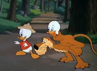 Donald Duck -  Lion Around