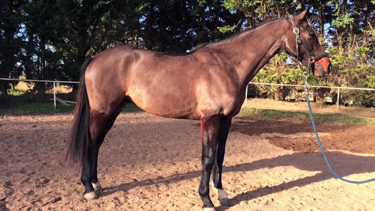 Royal Feu X Lion d'or