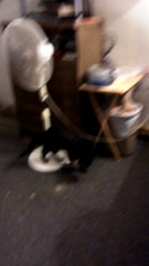 crazy catowner of this cat and you are a boss in thank you for enjoying this video hope you like it