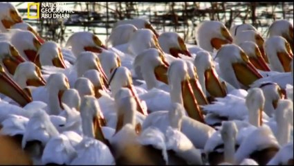 ‫وثائقي - المسيسيبي المتوحشة- الدلتا HD‬‎