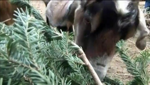 Des chèvres pour recycler les sapins de Noël aux Etats-Unis