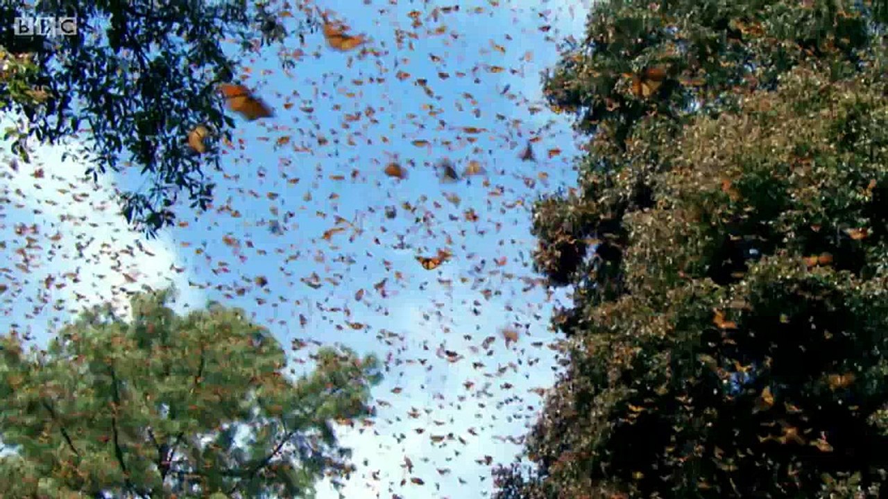 BBC.Inside.the.Animal.Mind.1of3.You.Are.What.You.Sense.PDTV.x264.AAC.MVGroup.org