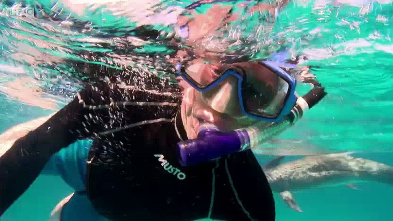 BBC.Inside.the.Animal.Mind.3of3.Secrets.of.the.Social.World.PDTV.x264.AAC.MVGroup.org