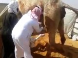 Camel born four hind legs in Saudi - Suban ALLAH