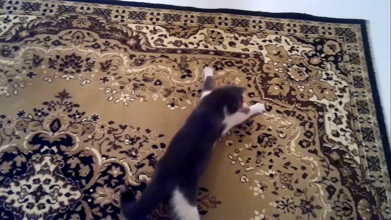 Spiderman cat