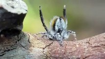 Amazing dance of the peacock spider