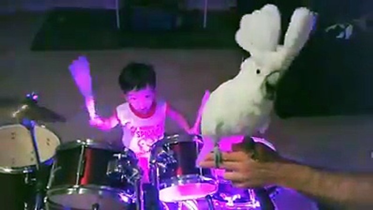 Drummer Kid Vs Cuckatoo Parrot