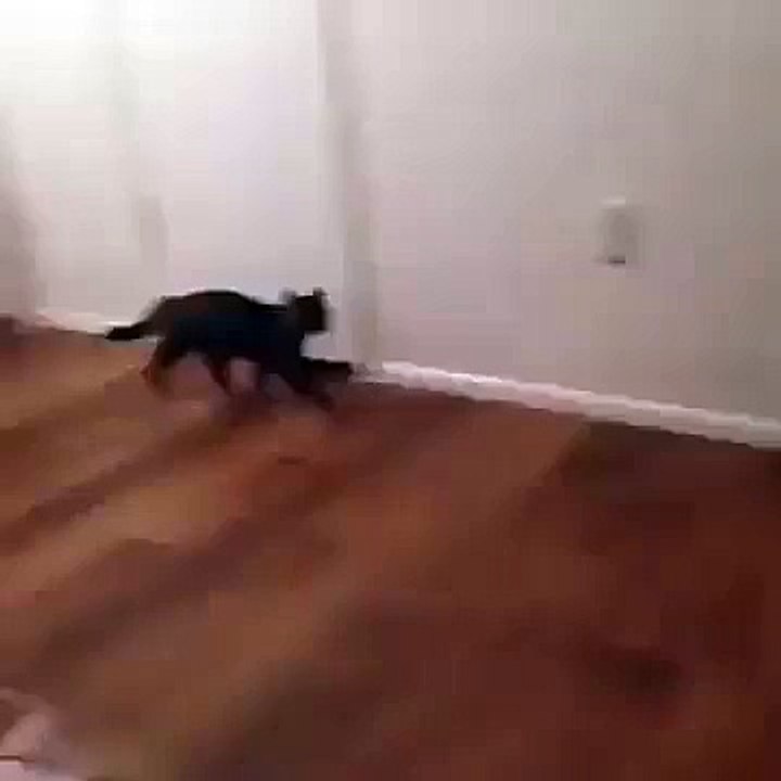 A Girl doing fun with cat - Video Dailymotion