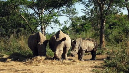 2014 Expedition Granted Finalist Save Rhinos From Extinction