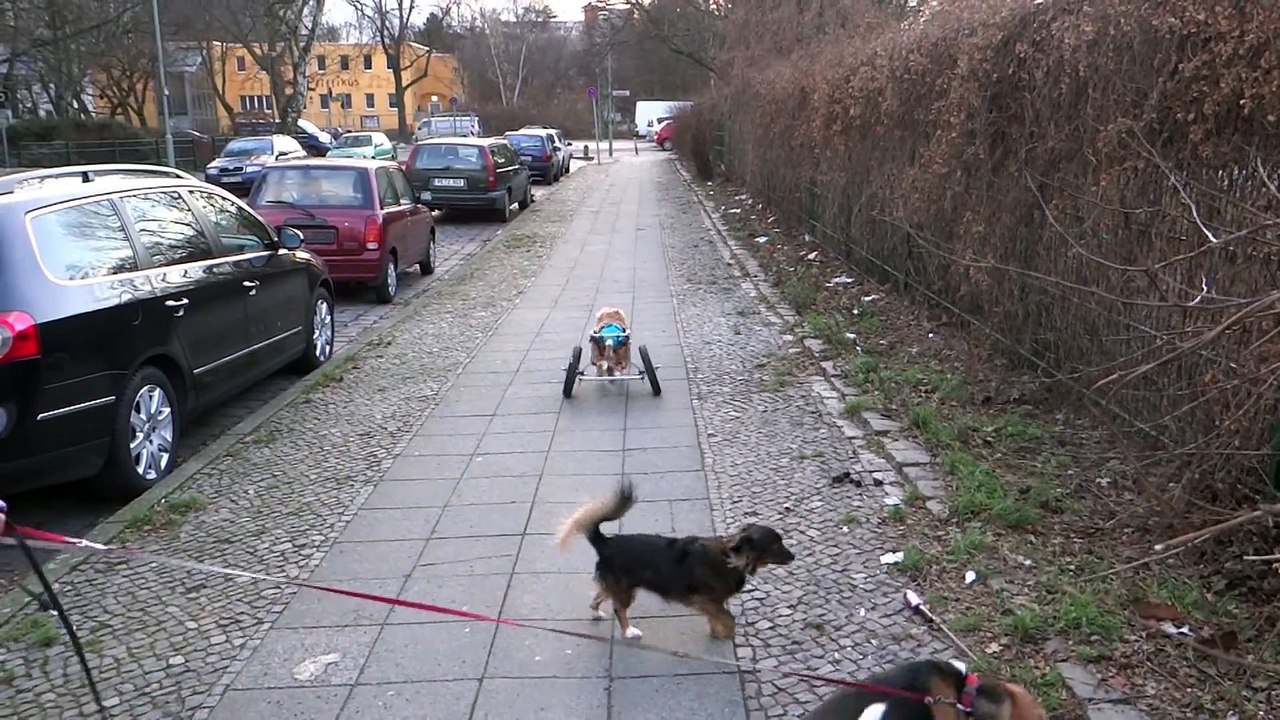 Biene geht spazieren