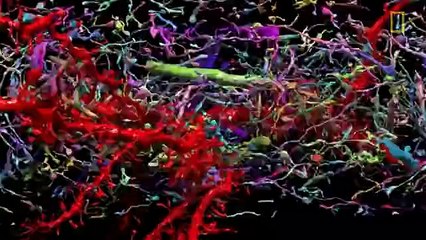 Beautiful 3-D Brain Scans Show Every Synapse