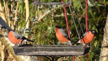 3 Male Bullfinches in My Garden - Bullfinch Bird