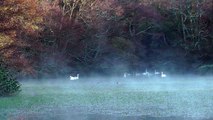 Autumn Swan Lake at Tehidy Woods - Mute Swans
