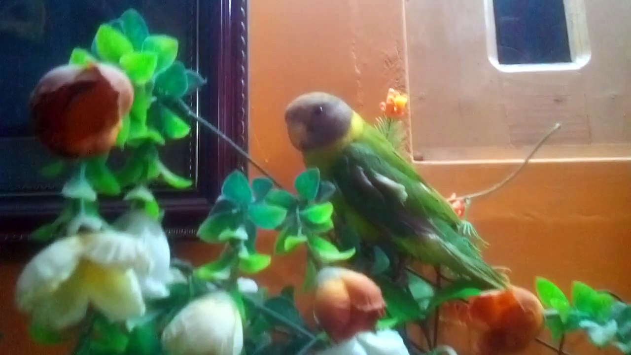 VID_20150102_184957.3gp