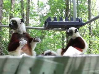 Could Vaccines Help Save Endangered Lemurs