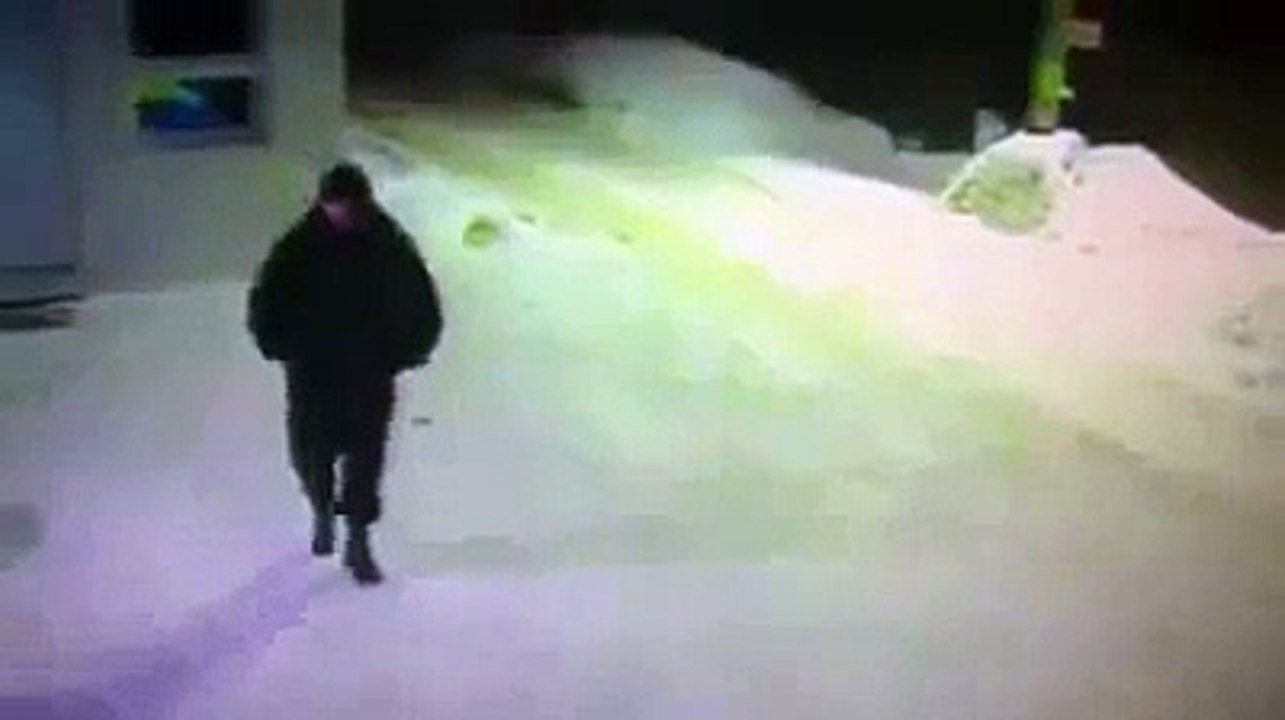 Yol Soran Kedi