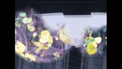 EVELYNE ANDILHAC : "Triste été" (paroles et musique : Evelyne Andilhac)