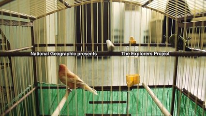 Fighting for Brazil's Stolen Species