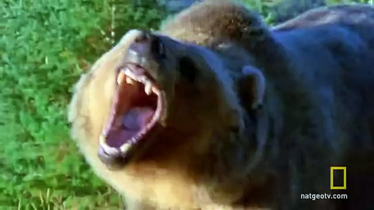 Elephant Seal on the Loose