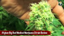 Afghan Big Bud Medical Marijuana Strain Review - Growing Cannabis