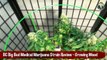 BC Big Bud Medical Marijuana Strain Review - Growing Weed