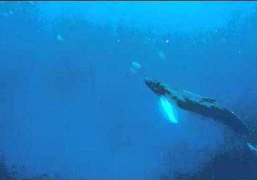 Humpback Whale Thinks He's a Dolphin