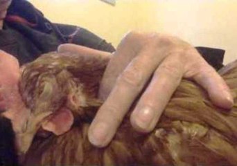 Purring Chicken Is Content With New Life