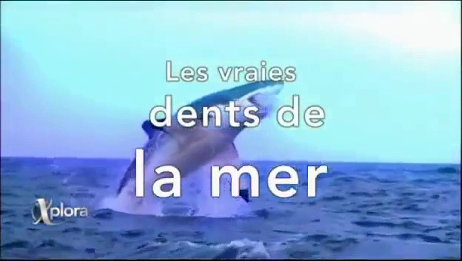 Les Vraies Dents De La Mer : partie 1 - Vidéo Dailymotion