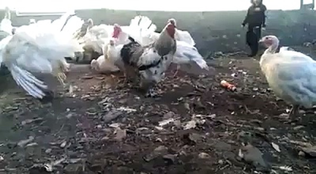 A Hen Attack a boy