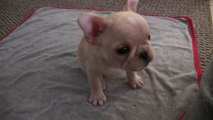 French Bulldog Puppy Tricks 12 wks old([Full HD])