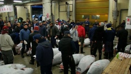 First tuna fish auction of the year in Japan