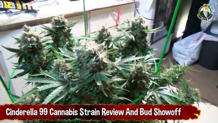 Cinderella 99 Cannabis Strain Review And Bud Showoff