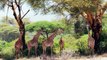 African Safari - wildlife. Tanzania. Mt. Kilimanjaro and Arusha National Park. Africa.