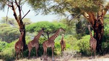 African Safari - wildlife. Tanzania. Mt. Kilimanjaro and Arusha National Park. Africa.