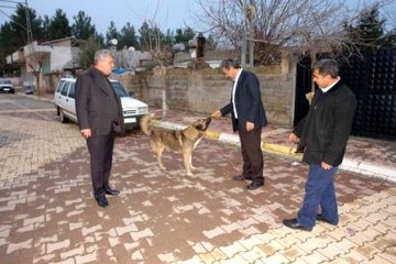 Ters Bacaklı Sahipsiz Köpek Ameliyat Ettirilecek