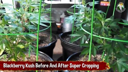 Blackberry Kush Before And After Super Cropping - Growing Marijuana