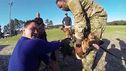 Hero War Dog Skydives with Soldier