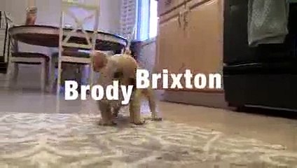 Un chiot bouledogue très malin