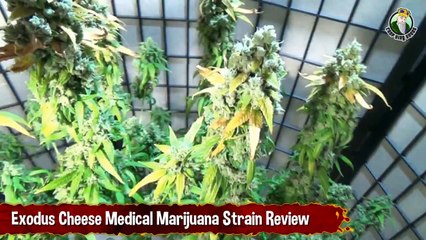Exodus Cheese Cannabis Strain Review And Pre-Harvest Marijuana Showoff (1)