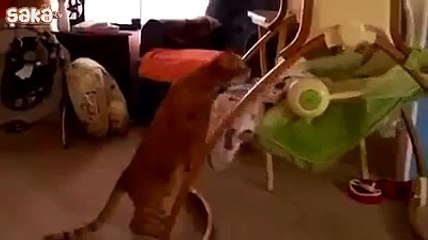 Beşik Sallayan Semt Kedisi