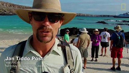 Incredible Sea Lion Birth Captured on Video