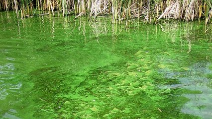 Inmates Make Oyster Cages, Plant Hope for a Cleaner Bay