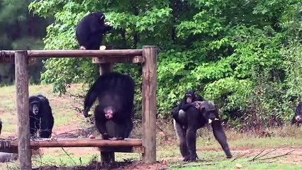 Inside a Retirement Home for Lab Chimps