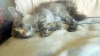 Jill des Rives d'Estaing (femelle Maine Coon)