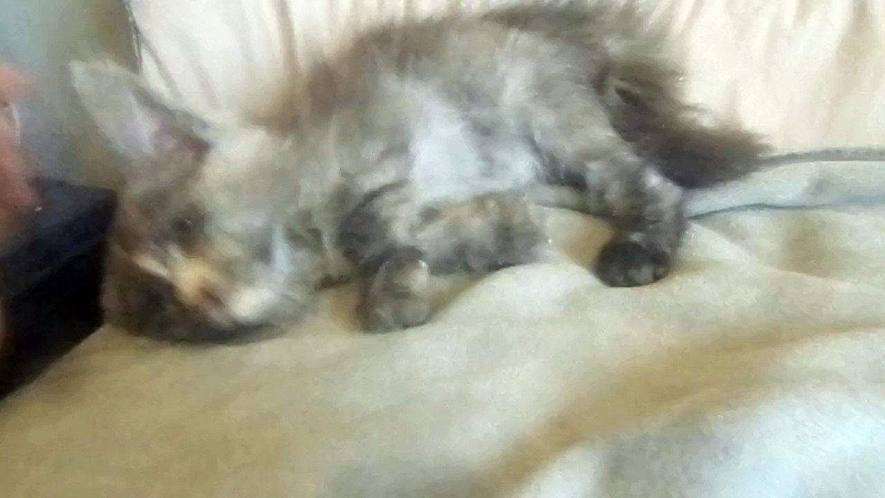 Jill des Rives d'Estaing (femelle Maine Coon)