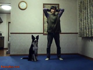 Dunya News-funny dog doing an exercise