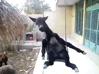 Funny Animal Videos Broken Angel